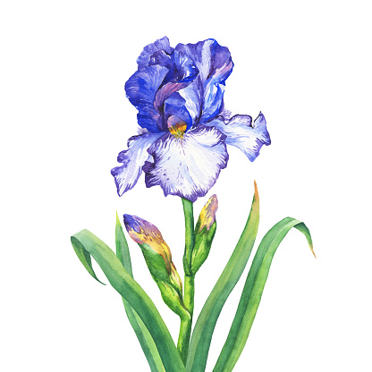 The branch flowering blue Iris with bud. Watercolor hand drawn painting illustration, isolated on white background.
