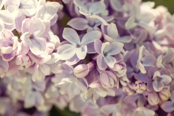 Lilac, Syringa vulgaris, detail of the blooming cluster