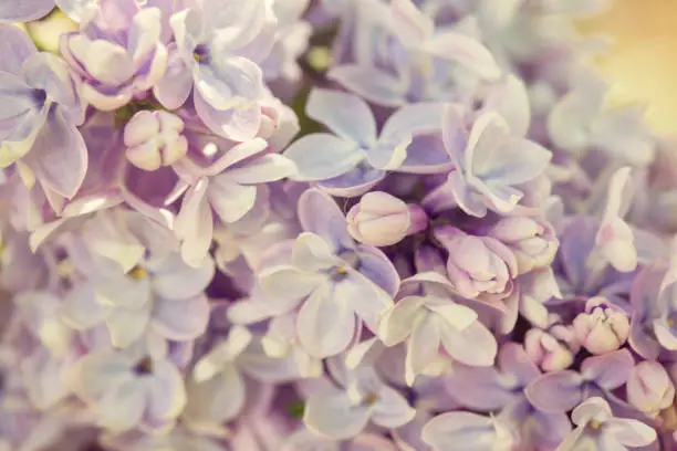 Lilac, Syringa vulgaris, detail of the blooming cluster