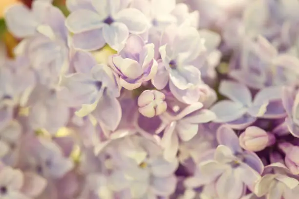 Lilac, Syringa vulgaris, detail of the blooming cluster