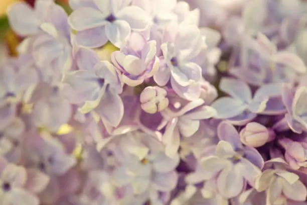 Lilac, Syringa vulgaris, detail of the blooming cluster