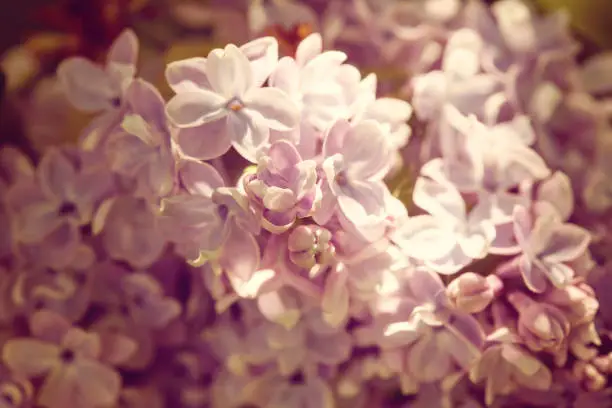 Lilac, Syringa vulgaris, detail of the blooming cluster