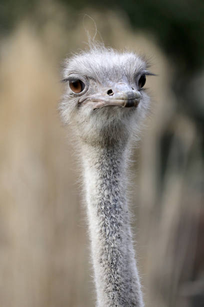 istock Ostrich head close-up portrait 958723932