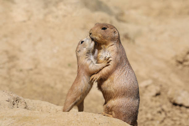 istock Black-tailed prairie dog mother with child 958724124