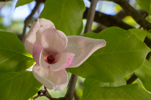 istock Close up of pink magnolia blossoms 958724206
