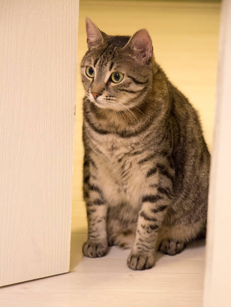 istock Domestic Cat Behind the Door 2 958726972