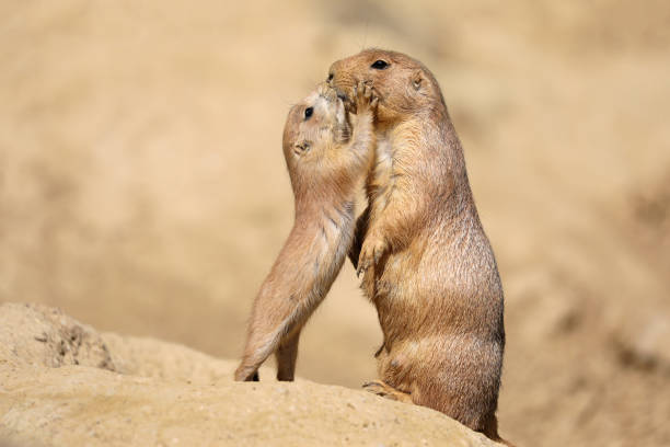 istock Black-tailed prairie dog mother with child 958727772