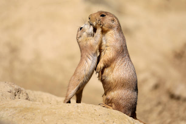 istock Black-tailed prairie dog mother with child 958727978