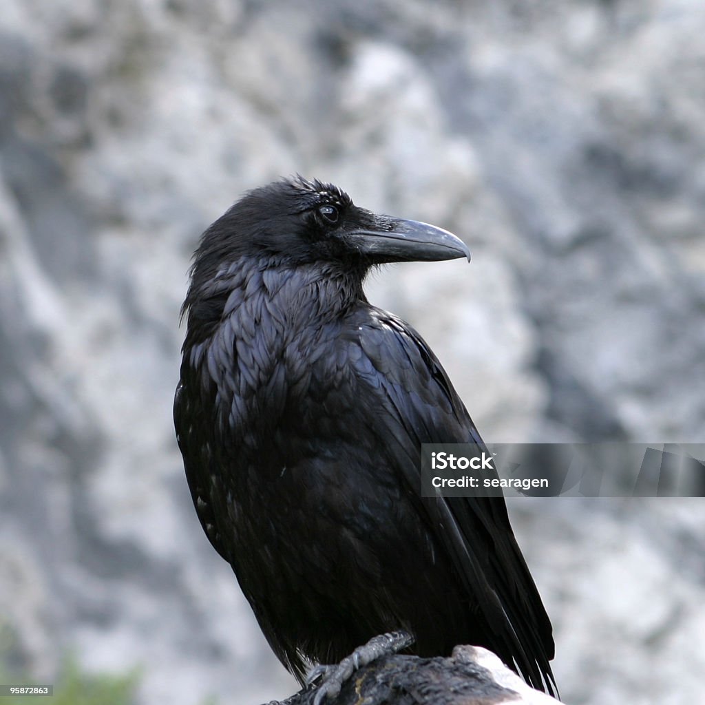 Raven gros plan - Photo de Animaux à l'état sauvage libre de droits