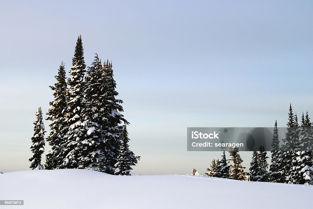 Árvores de montanhas de manhã - Foto de stock de Bosque - Área arborizada royalty-free