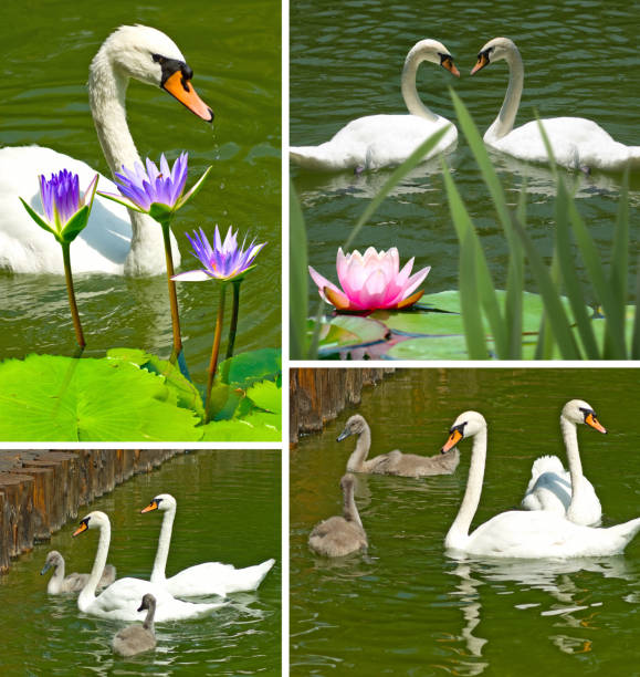 Swans on the lake in the park closeup
