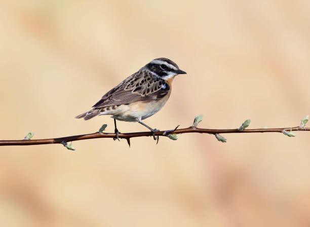 o cartaxo-nortenho (saxicola rubetra) - whinchat - fotografias e filmes do acervo