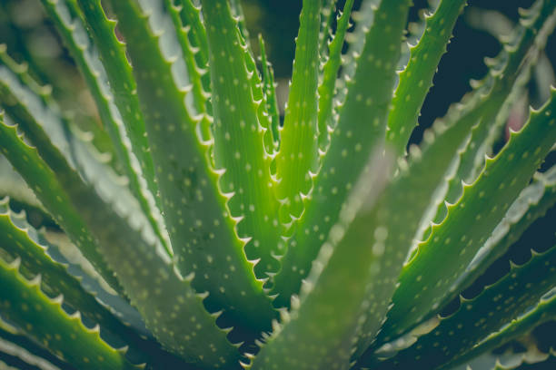 Closeup shot of tropical green leaves plants. stock photo