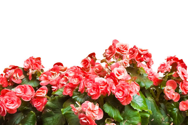 istock Red flowers on white background for easy selection - Art toned image with painted image effect 958732426