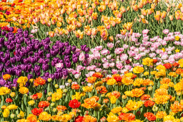 istock Field with multi-colored tulips - beautiful floral background 958733338