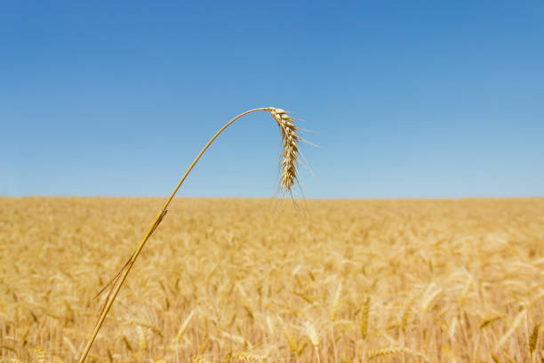 oreja de trigo sobre el campo contra el cielo - wheat winter wheat cereal plant spiked fotografías e imágenes de stock