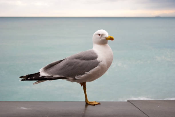 istock Close up of seagull with dark sea 958735222
