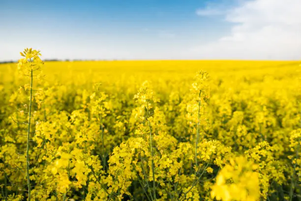 Close up on a flowers of rape plant on endless rapeseed field. Yellow rapeseeds fields and blue sky with clouds in sunny weather. Agriculture