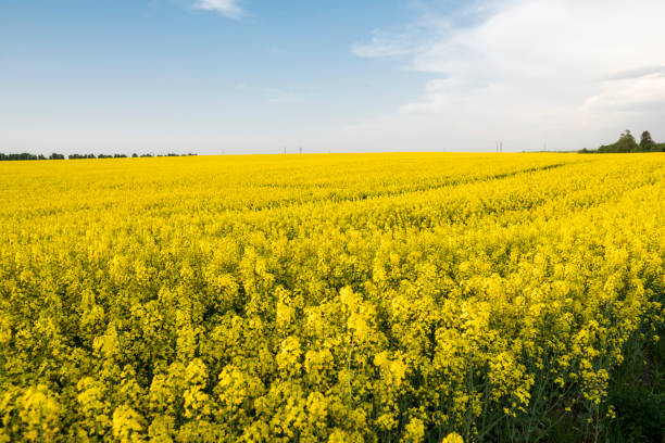 istock Endless rapeseed field. Rape field. Yellow rapeseed fields and blue sky with clouds in sunny weather. Agriculture. 958735722