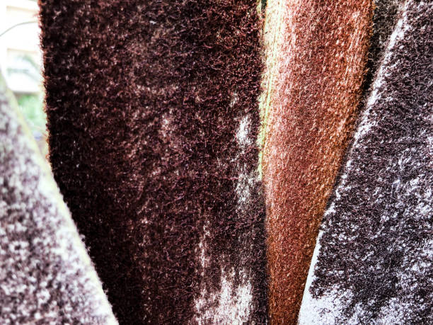 istock Close up of a tropical palm tree. Abstract palm texture for nature background. 958735800