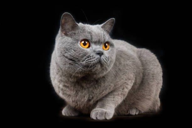 istock Beautiful British Shorthair Gray Cat on a Black Background - close-up, isolate 958736174