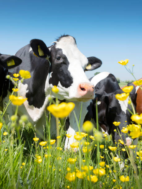 black and white cows come close to yellow spring flowers in dutch green grassy meadow under blue sky in holland