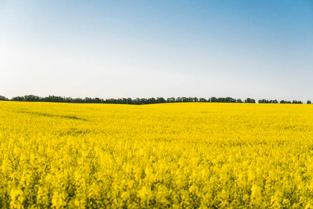 istock Endless rapeseed field. Rape field. Yellow rapeseed fields and blue sky with clouds in sunny weather. Agriculture. 958736606