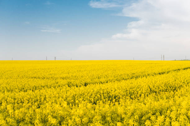 istock Endless rapeseed field. Rape field. Yellow rapeseed fields and blue sky with clouds in sunny weather. Agriculture. 958736754