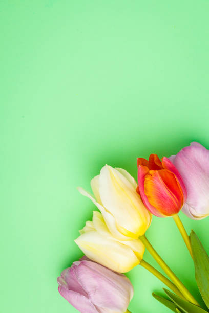istock Multicolored tulips on a blue background, postcard. Copy space, top view. 958737648