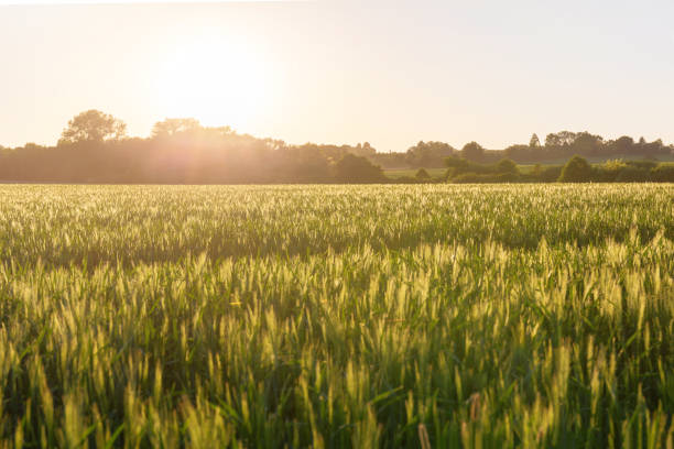 istock wheat field in sunset with blue sky 958738392