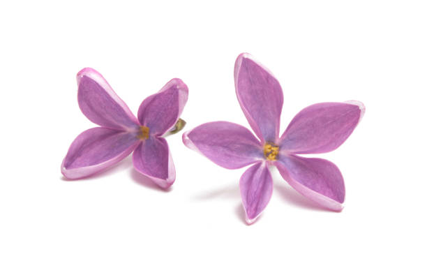 istock lilac flowers isolated 958738816