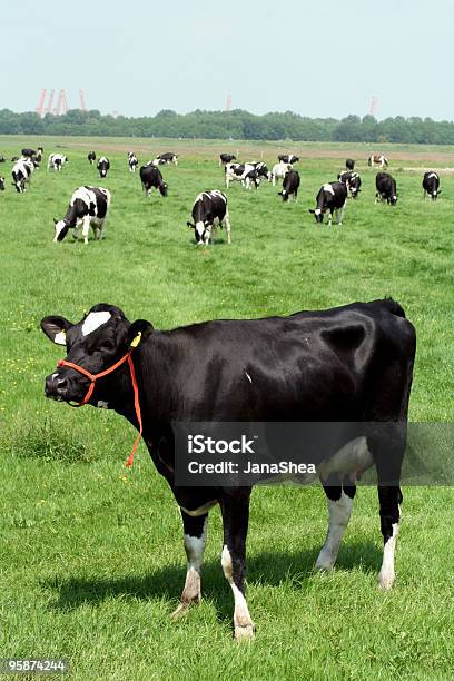 Photo libre de droit de Dutch Vache Avec Zone Rouge Est De Rigueur banque d'images et plus d'images libres de droit de Animaux domestiques - Animaux domestiques, Bovin, Champ