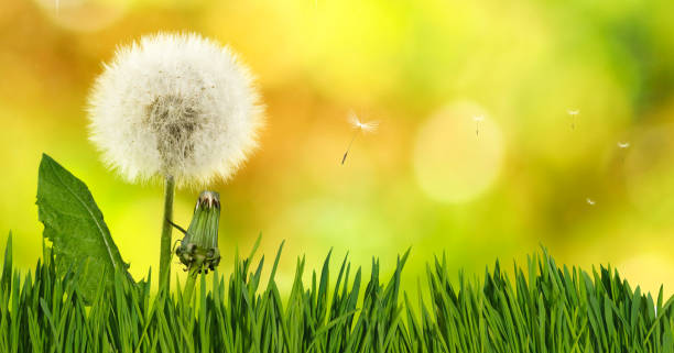 istock Beautiful flower in the garden close up 958743342