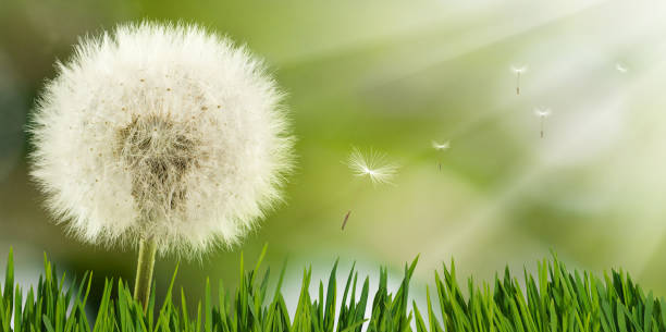 istock Beautiful flower in the garden close up 958743362