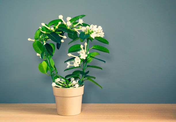 Stephanotis plant in flower pot.