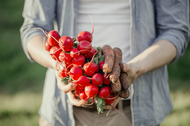 Closeup of gardener hands holding fresh grown harvest vegetables with green leaves and ground.