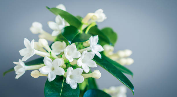 Stephanotis Floribunda, Madagascar Jasmine. Closeup of white blooming Hawaiian wedding flower against grey background. White Stephanotis flowers. Madagascar Jasmine. jasmine flower bouquet stock pictures, royalty-free photos & images