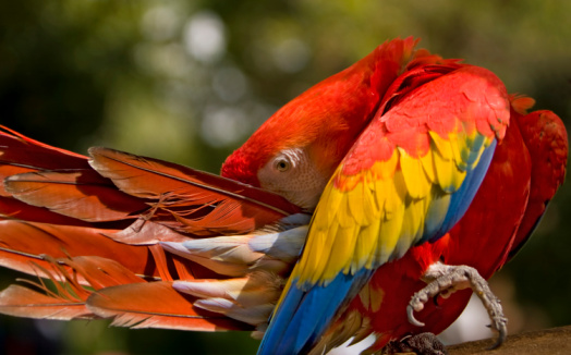 close up parrot portrait