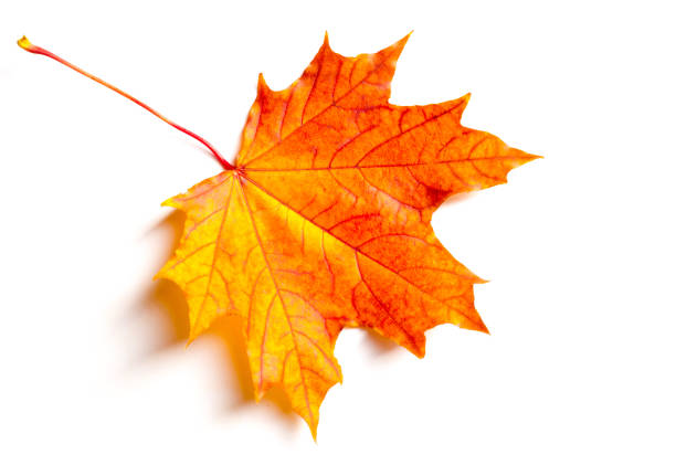 istock Texture, background, pattern. Autumn maple leaves. Background of maple leaves. Red and yellow maple leaves Autumn advance; Autumn motive 958747130