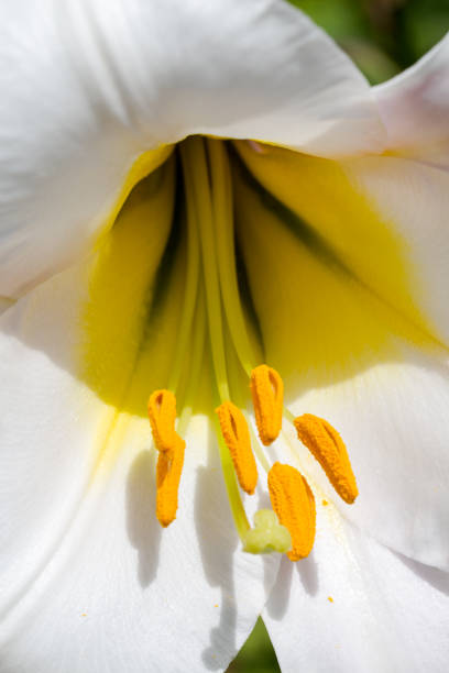 Lily Regale, lily, Lilium regale, macro flower head inside. Extreme macro shot on stamens. Vertical full frame crop