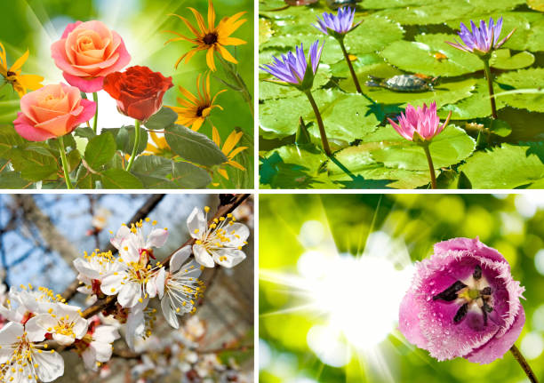 istock Flowers in the garden close up 958747634