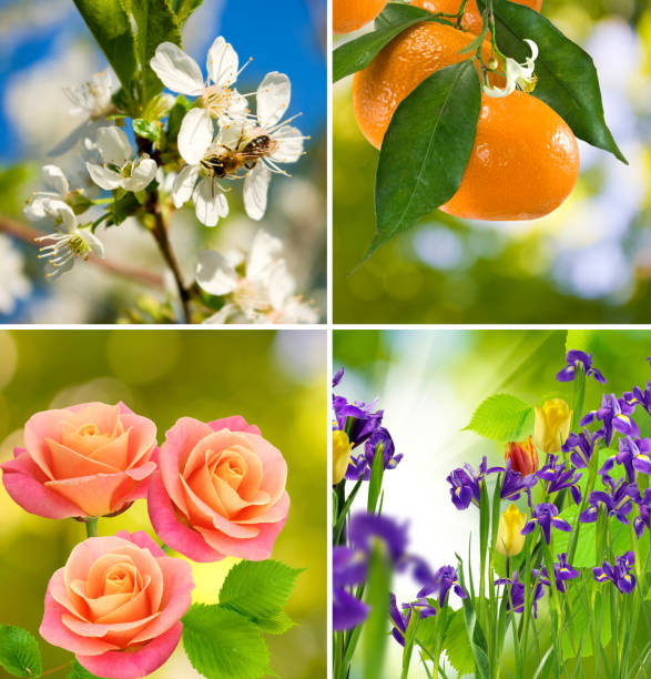istock Image of beautiful flowers 958748350