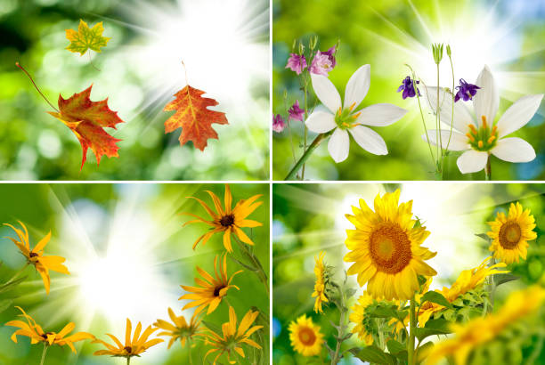 istock many beautiful sunflowers in the meadow closeup 958748374