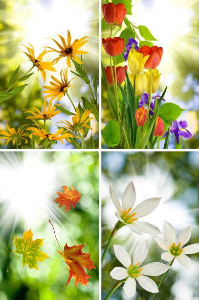 istock autumn leaves on a sun background closeup 958748566