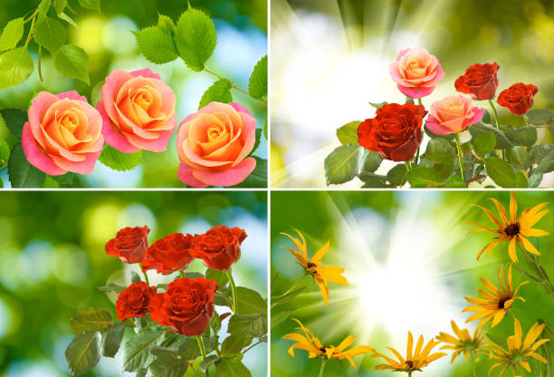 image of many beautiful flowers in the garden on a green background