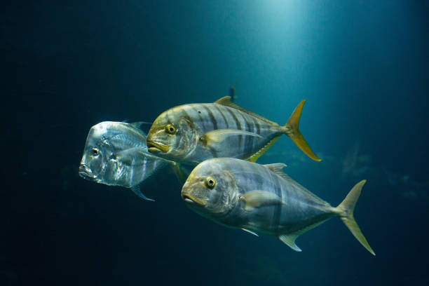 istock fish in the big  aquarium. Close up. 958748662