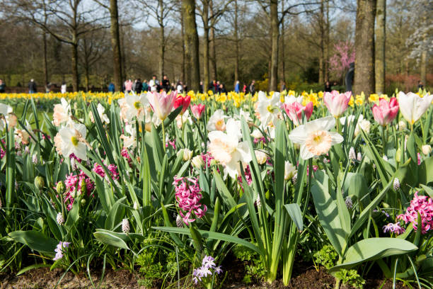 istock spring landscape of flowers in  Park 958748798