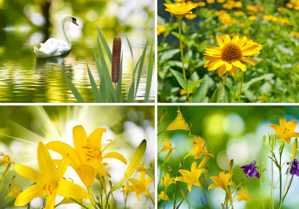 istock Swans and flowers close-up 958749156