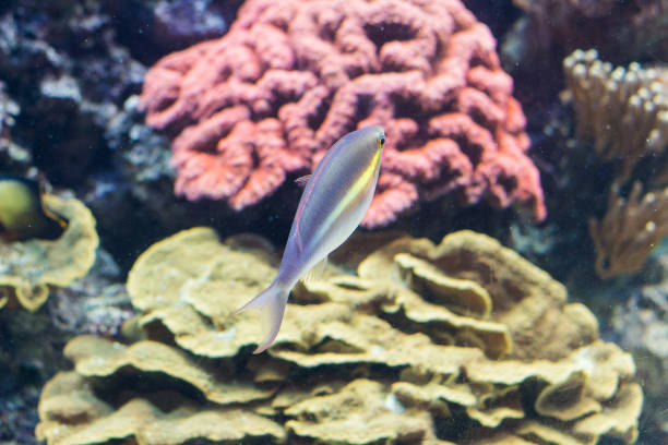 istock fish in the big  aquarium. Close up. 958749304