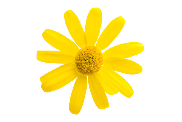 istock flower yellow field chamomile isolated 958753470